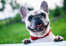 Hundefreundlich Hundefreundlich