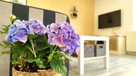 Altstadt-Wohnung mit Dachterrasse und Homeoffice-Platz Zdjęcie 1 Altstadt-Wohnung mit Dachterrasse und Homeoffice-Platz Zdjęcie 1