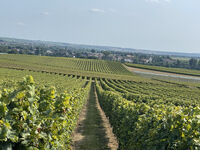 Weinberge im Umkreis Selzen Weinberge im Umkreis Selzen
