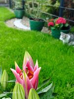 Garten Garten