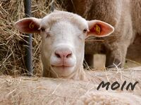 Moinschaf Moinschaf
