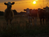 Fewo Rundum Natur Bild 10
