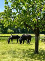 Wohnen auf dem Ponyhof in Laer Bild 17