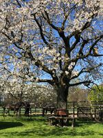 Wohnen auf dem Ponyhof in Laer Bild 16