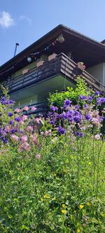 Ferienwohnung Rhododendron Bild 8