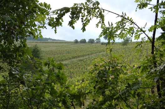 Weingut u. Gästezimmer Uwe Butzbach Bild 5