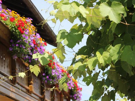 Pension zum Krug Picture 2