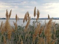 Das Landhaus Klambauer *** Apartmemthaus Thermennähe Bild 18